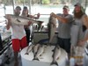 (07/20/2017) - Nice Striped Bass